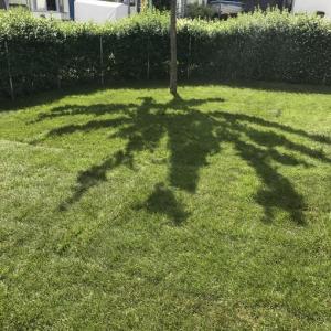 Rollrasen und Rasensaat