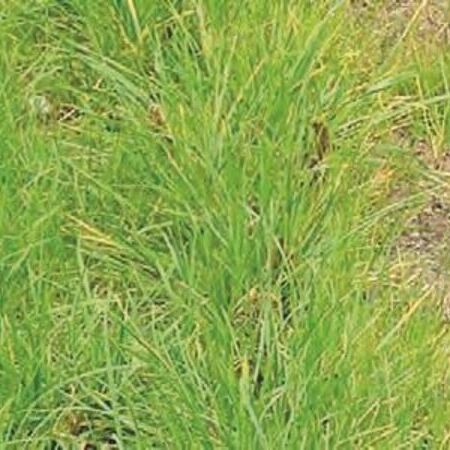 Beispiel Einsatzbereich Uferböschung