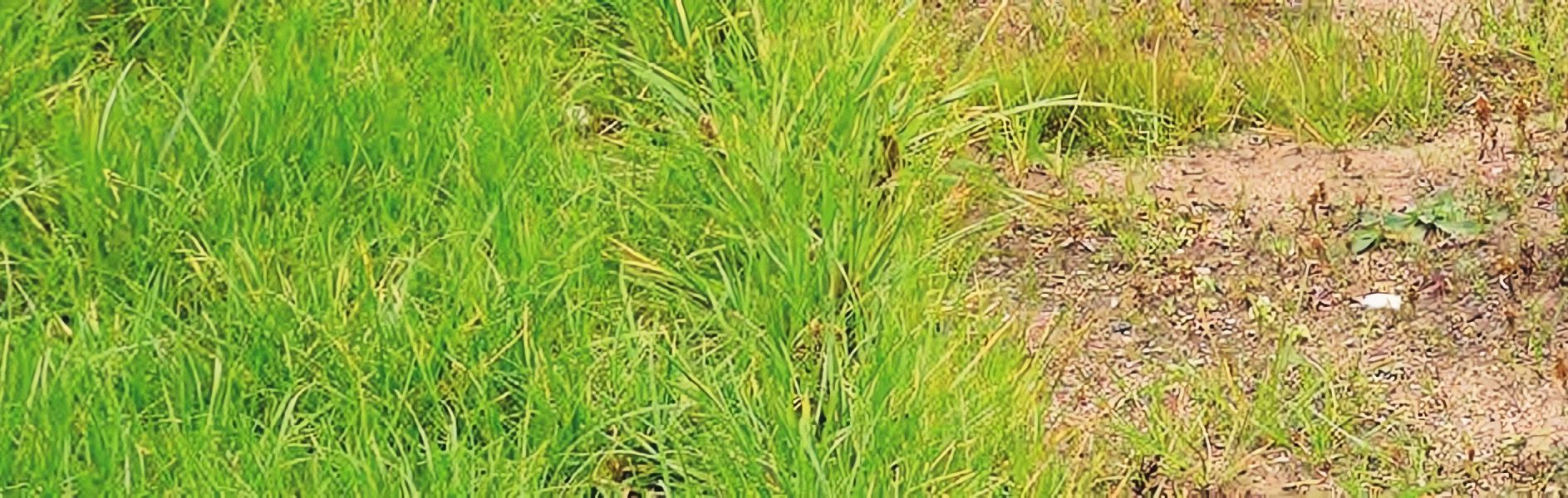 Secalflor